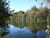 Ізмайлівські ставки ставки