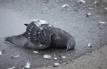 Як позбавитися від голубів на балконі. балконі