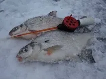 Як ловити рибу на чортика рибу
