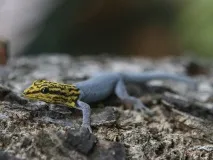 ЯКІ ГЕККОНИ ЖИВУТЬ У ДОМАШньому ТЕРРАРІУМІ домашньому