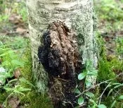 Лікувальні властивості гриба чага - Популярне про здоров’я чага