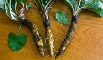 Лікувальні властивості кореня лопуха лікувальні