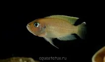 Лампрологус бревіс (Lamprologus brevis) бревіс