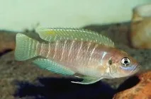 neolamprologus