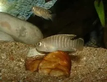 neolamprologus