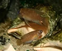 Лампрологус бревіс (Lamprologus brevis) lamprologus