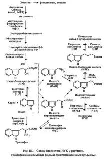 Лекція №5 Гормональна система рослин лекція
