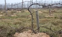 Як правильно проводити кордонні формування винограду, Садовод (Садиба) формування