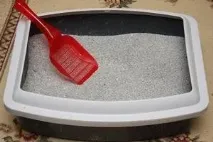 кошеня