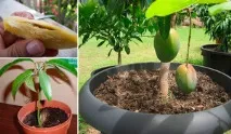 Як виростити манго з кісточки в домашніх умовах методи пророщування та догляду за рослиною манго