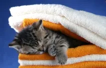 кошеням