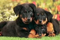 beauceron