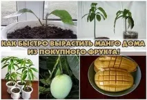 Як виростити манго з кісточки в домашніх умовах методи пророщування та догляду за рослиною домашніх