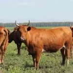 Калмицька порода корів утримання дорослої худоби та молодих бичків порода