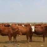 Калмицька порода корів утримання дорослої худоби та молодих бичків корів