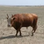 Калмицька порода корів утримання дорослої худоби та молодих бичків калмицька