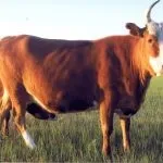Калмицька порода корів утримання дорослої худоби та молодих бичків корів