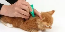 кліщів
