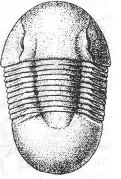 Клас Trilobita trilobita