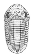 Клас Trilobita життя