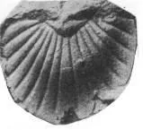 Клас Trilobita Панцирь