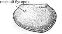 Клас Trilobita клас
