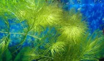 Класифікація водних рослин та зони ставка водних