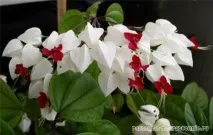 догляд