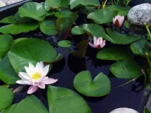 Класифікація водних рослин та зони ставка класифікація