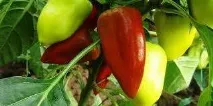 Коли і як збирати перець у відкритому ґрунті терміни та правила Коли