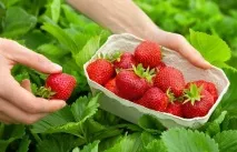 Полуниця користь, шкода та нюанси вибору нюанси