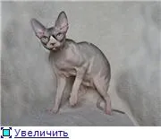 Krascats - Перегляд теми - Чарівні канадські сфінкси - З Аленіної казки теми