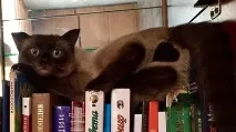 Котей з великим серцем))) котей