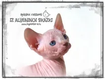 Krascats - Перегляд теми - Чарівні канадські сфінкси - З Аленіної казки сфінкси