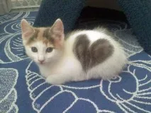 Котей з великим серцем))) котей