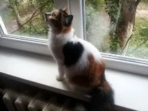 Котей з великим серцем))) знову