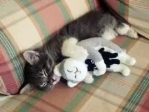 Короткі віршики короткі