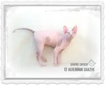Krascats - Перегляд теми - Чарівні канадські сфінкси - З Аленіної казки чарівні