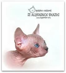 Krascats - Перегляд теми - Чарівні канадські сфінкси - З Аленіної казки krascats