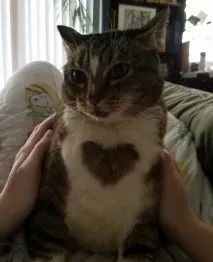 Котей з великим серцем))) серцем