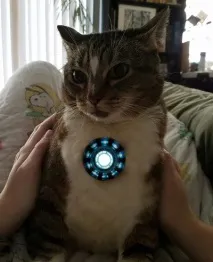 Котей з великим серцем))) великим