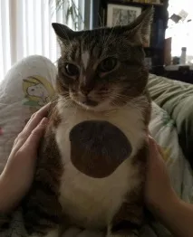 Котей з великим серцем))) знову