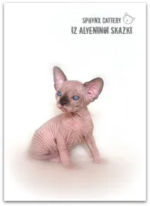 Krascats - Перегляд теми - Чарівні канадські сфінкси - З Аленіної казки krascats
