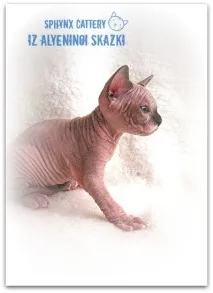 Krascats - Перегляд теми - Чарівні канадські сфінкси - З Аленіної казки krascats