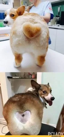 Котей з великим серцем))) його