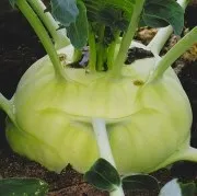 капусти