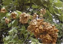 листя