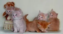Лікування кальцівірозу у котів - Любителі котів та котів кальцівірозу