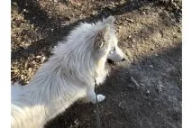 лайка