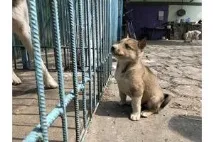 собак